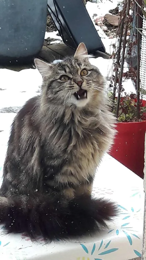 Chat trouvé