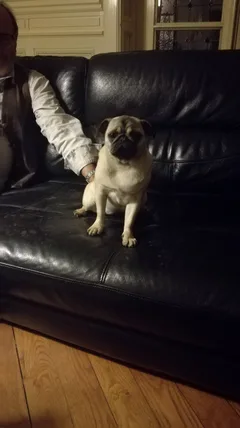 Chien perdu Carlin