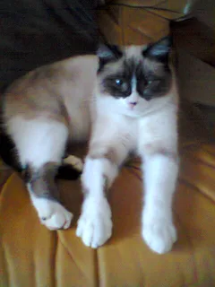 Chat perdu : Européen (Minette)