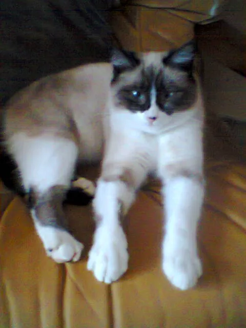 Minette