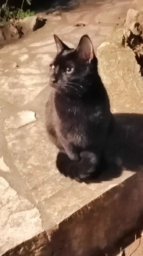 Chat trouvé