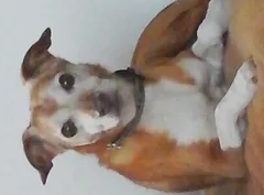 Chien perdu Ratier pragois