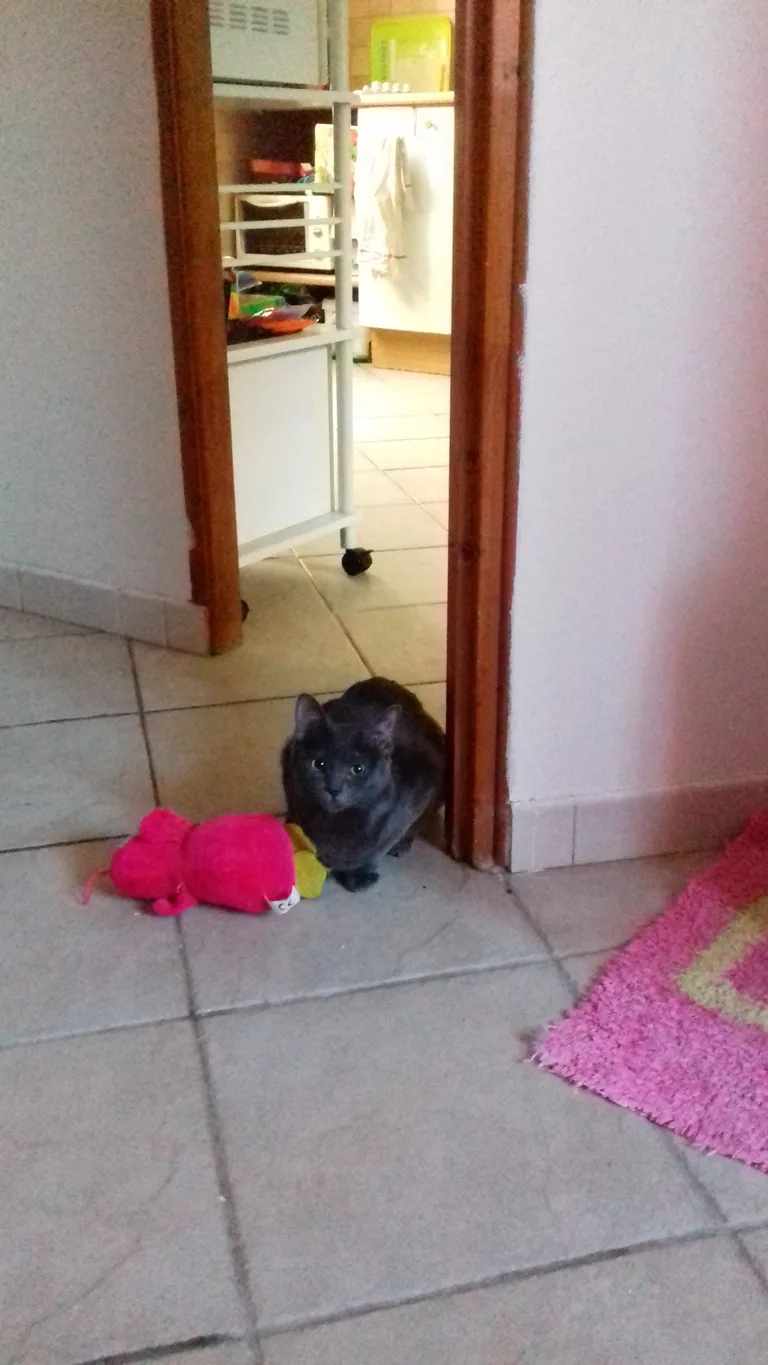 Chat trouvé