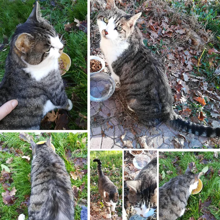 Chat trouvé