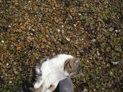 Chat trouvé Européen