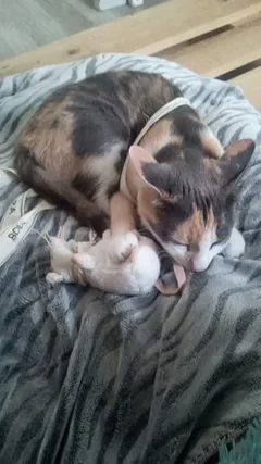 Chat perdu Européen