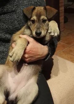 Chien trouvé Croisé