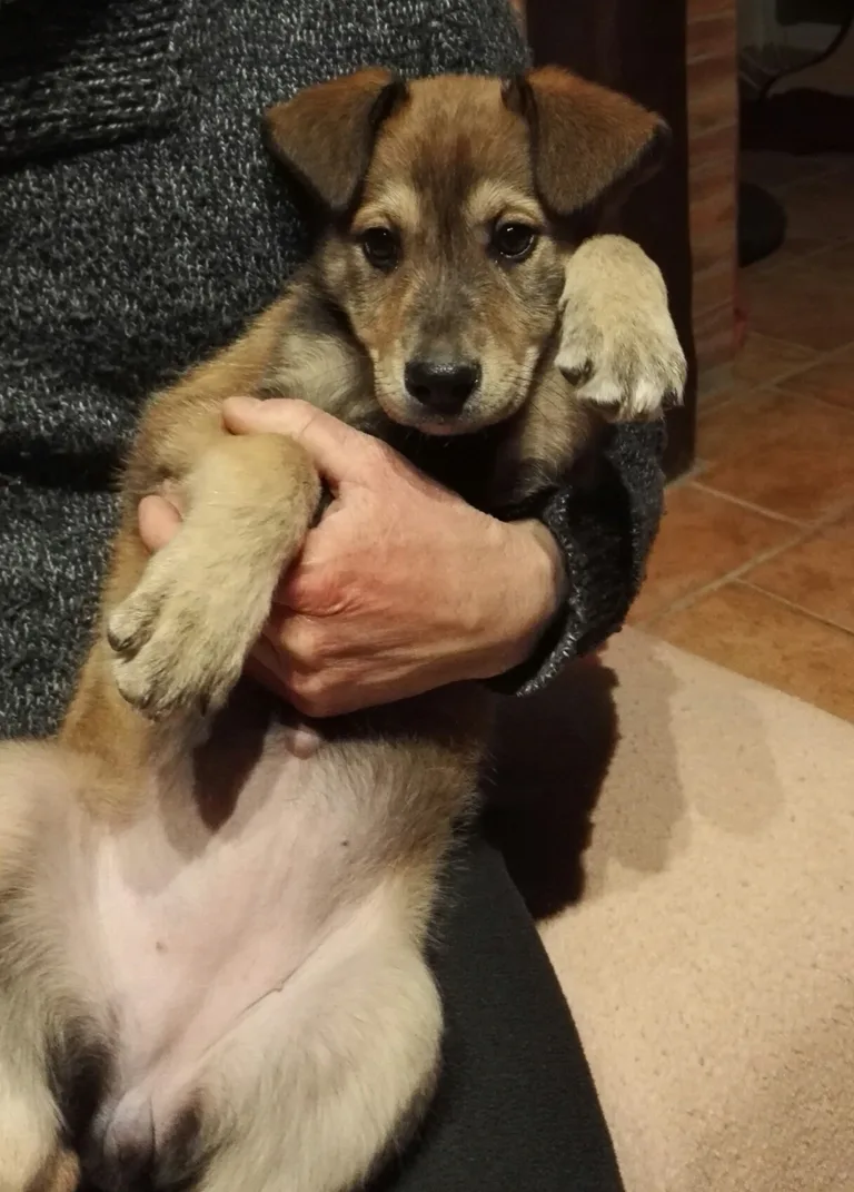 Chien trouvé
