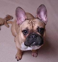 Chien perdu Bouledogue Français