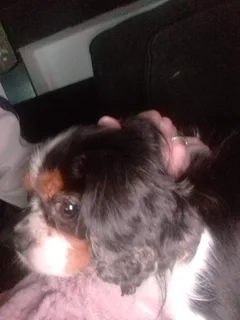 Chien perdu Cavalier King Charles