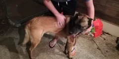 Chien trouvé Berger Allemand