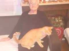 Chat perdu Européen