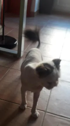 Chat perdu Persan