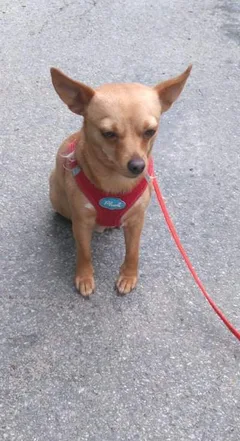 Chien perdu Pinscher