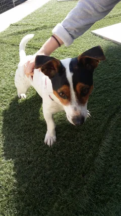 Chien trouvé Jack-Russell-Terrier