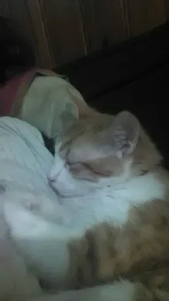 Chat perdu Européen