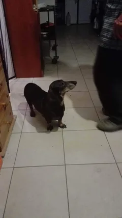 Chien perdu Teckel