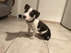 Chien perdu Staffordshire Bull Terrier