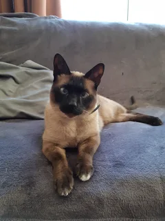 Chat perdu Siamois