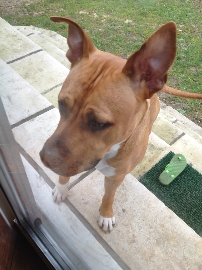Chien trouvé
