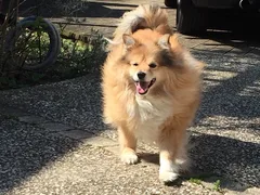 Chien perdu Berger des Shetland