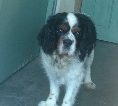 Milou