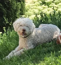 Chien perdu Lagotto Romagnolo