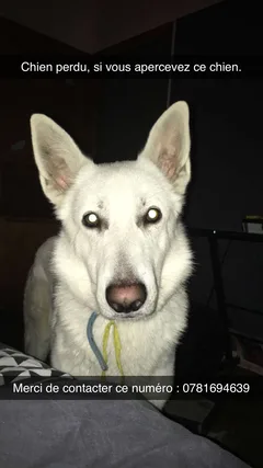 Chien perdu Berger Blanc Suisse
