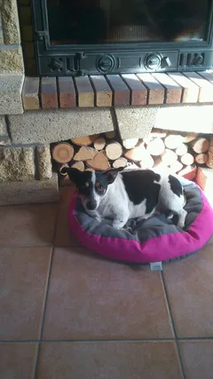 Chien trouvé Jack-Russell-Terrier