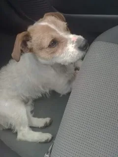 Chien trouvé Jack-Russell-Terrier