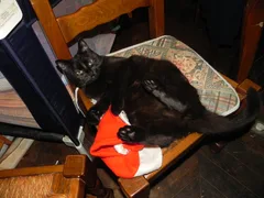 Chat perdu Sans race particulière