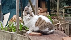 Chat trouvé Européen