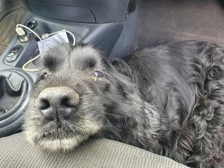 Chien trouvé