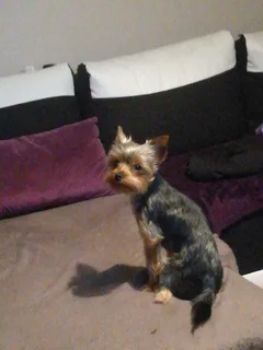 Chien perdu Yorkshire Terrier