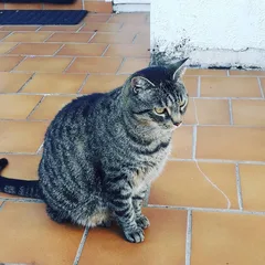 Chat perdu Croisé