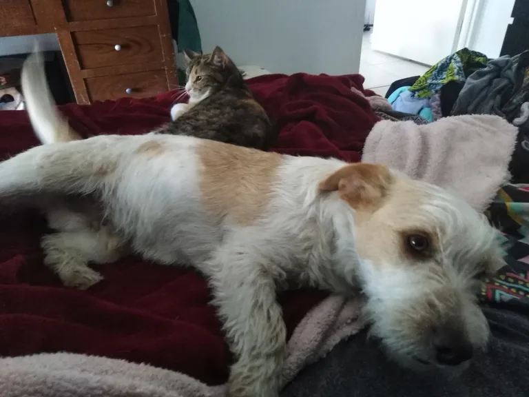 Chien trouvé