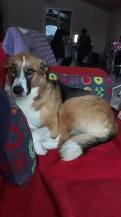 Chien perdu Beagle-Harrier