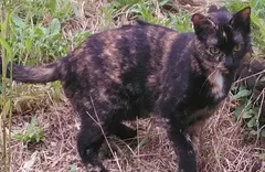 Chat perdu Européen