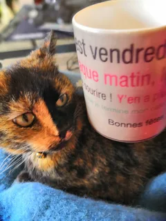 Chat perdu Européen