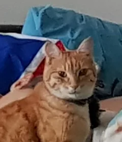 Chat perdu Sans race particulière