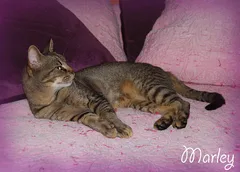Chat perdu Européen