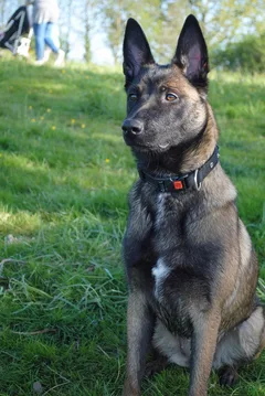 Chien perdu Berger Belge Malinois