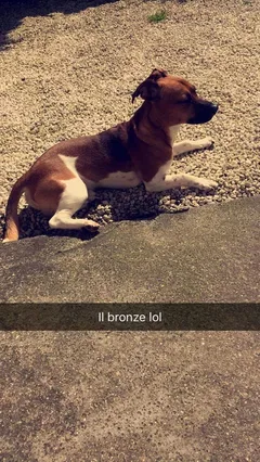 Chien perdu Jack-Russell-Terrier