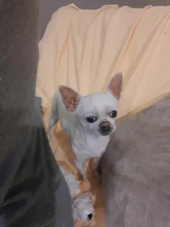 Chien perdu Chihuahua