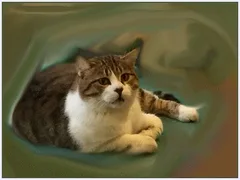 Chat perdu Européen