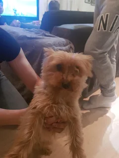 Chien trouvé Bichon Maltais