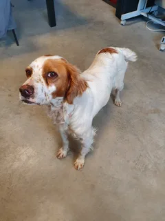 Chien trouvé Epagneul Breton