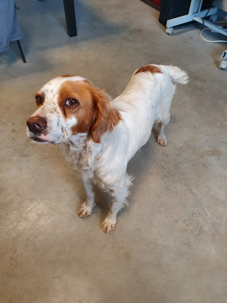 Chien trouvé