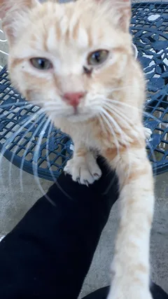 Chat trouvé Européen