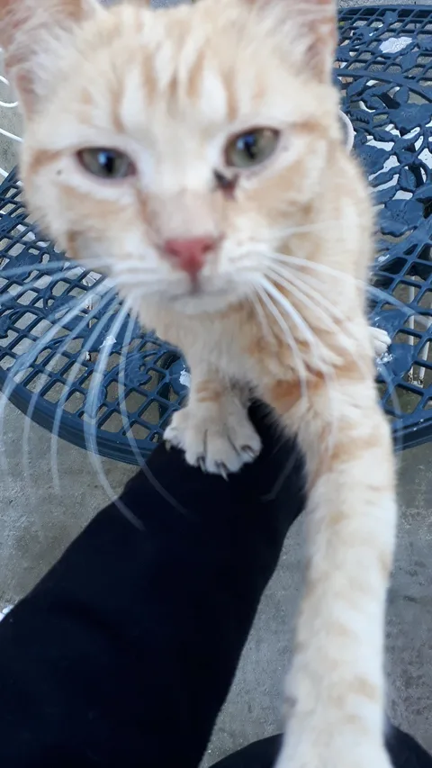 Chat trouvé